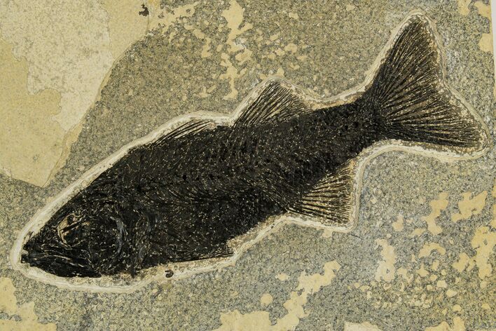 Uncommon Fish Fossil (Mioplosus) - Wyoming #327802